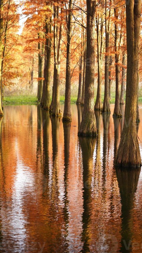 The beautiful forest view on the water in autumn photo