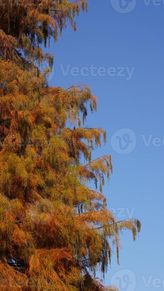 The beautiful forest landscape with the straight trees and warm sunlight in autumn photo