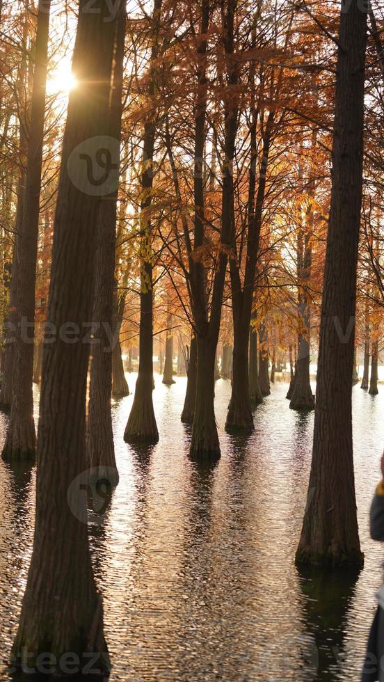 The beautiful forest view on the water in autumn photo