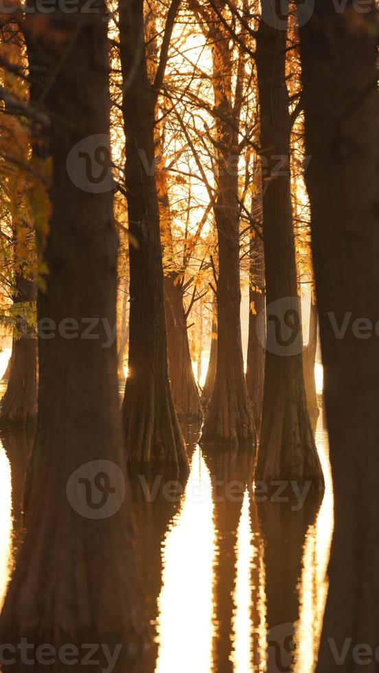 The beautiful forest view on the water in autumn photo