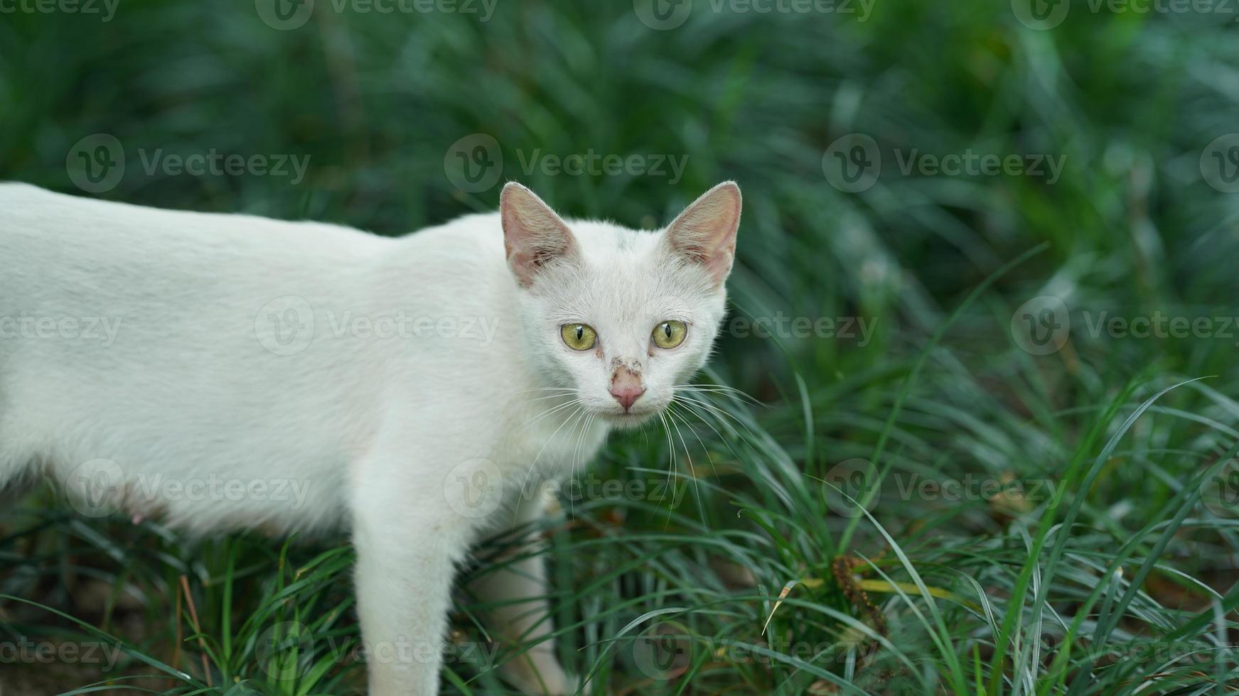 The cute cat with the round eyes and lovely face photo
