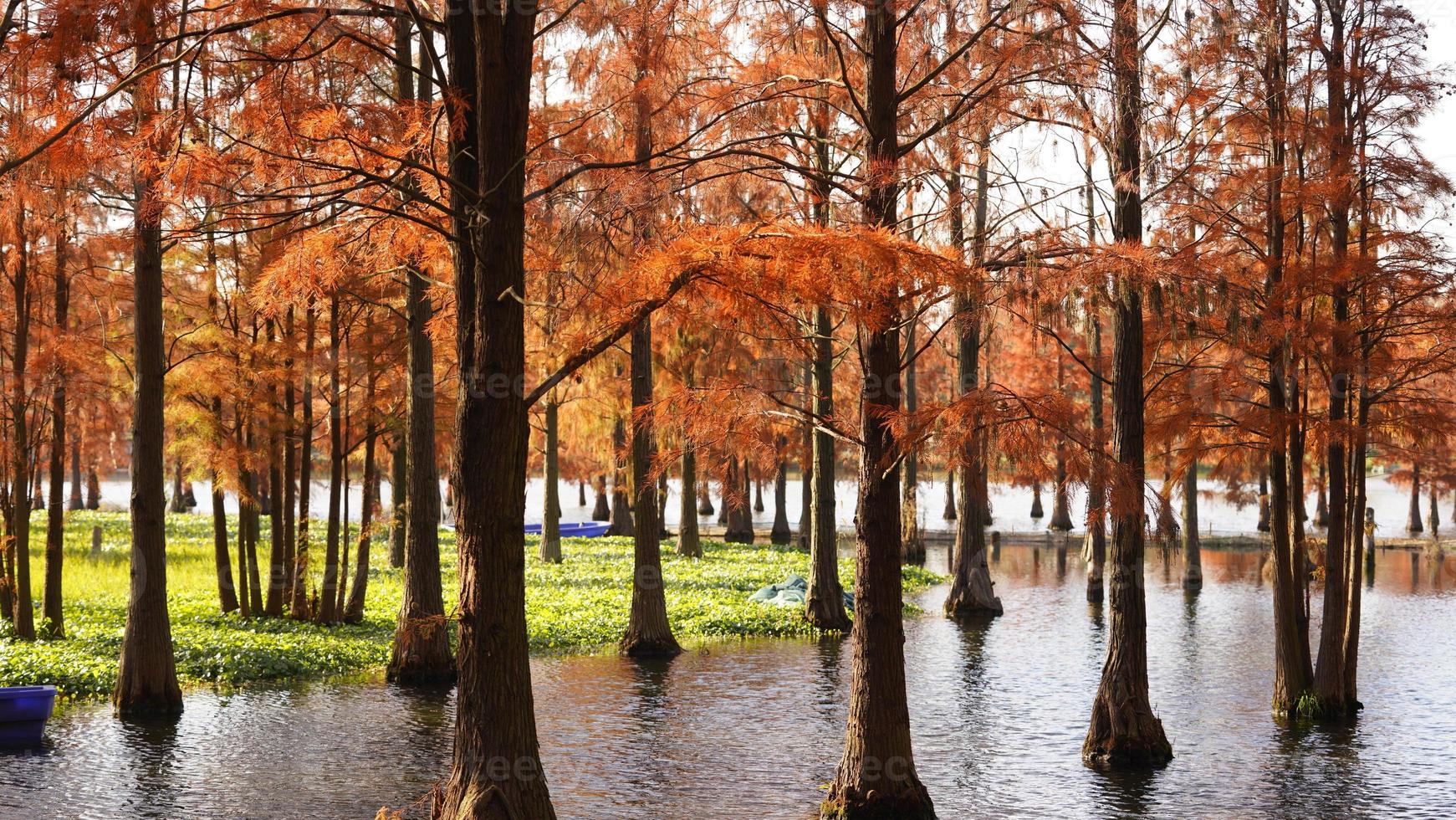 The beautiful forest view on the water in autumn photo