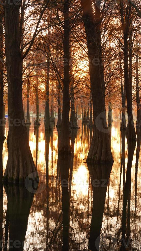 The beautiful forest view on the water in autumn photo