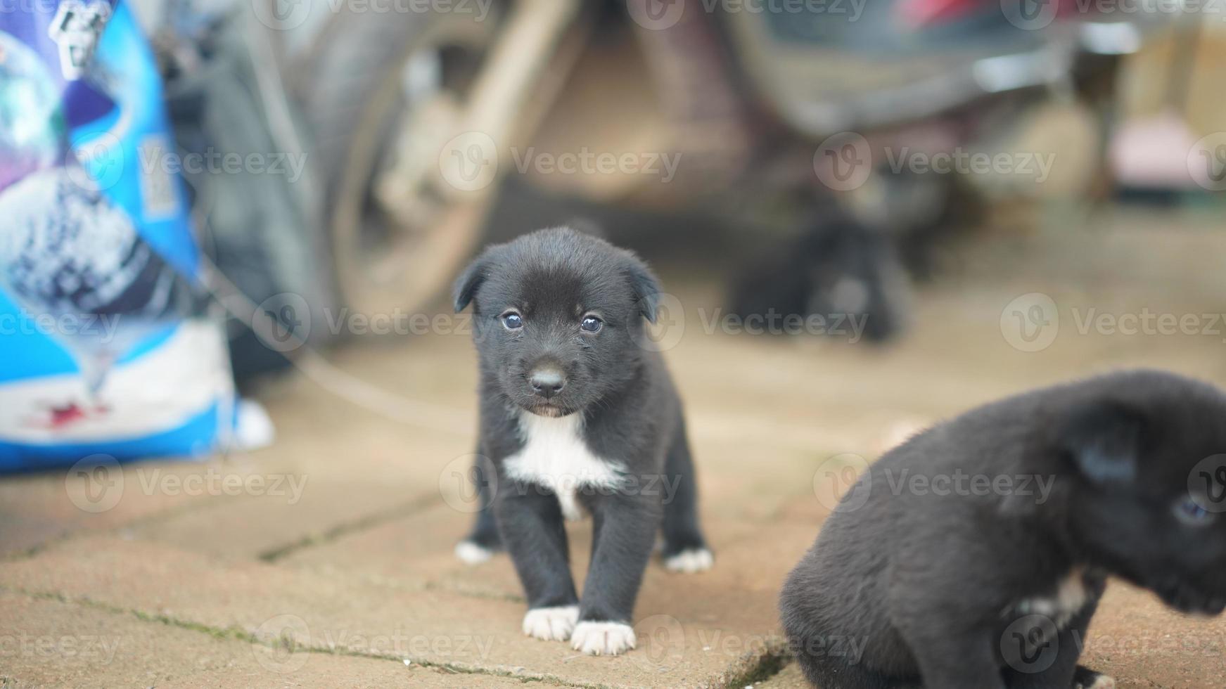 The cute little dogs view in the garden photo