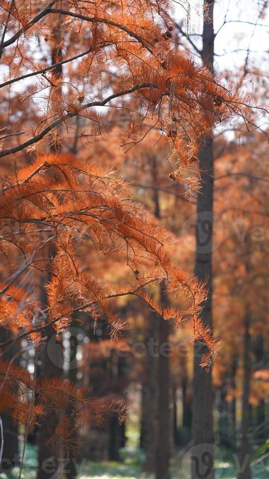 The beautiful forest view on the water in autumn photo