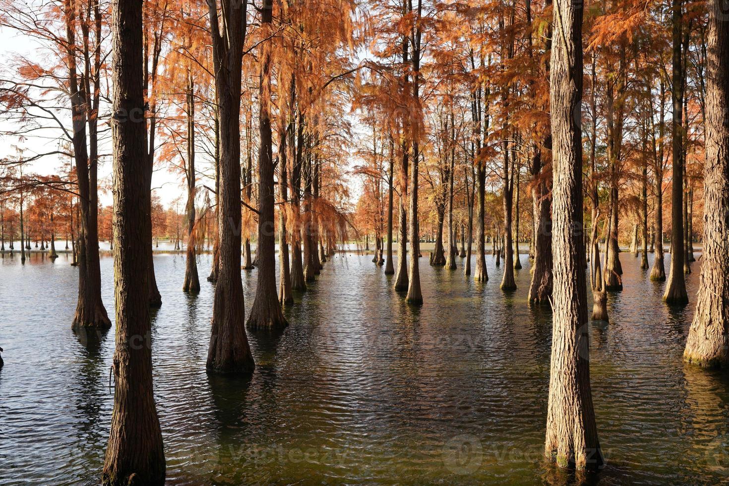 The beautiful forest view on the water in autumn photo