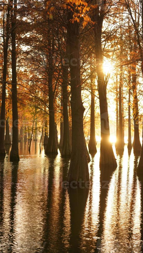 The beautiful forest view on the water in autumn photo