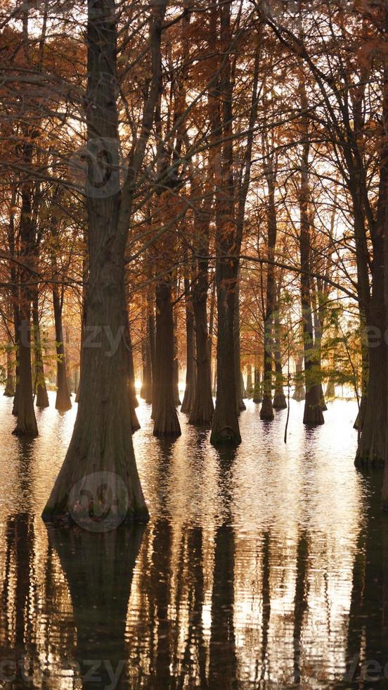 The beautiful forest view on the water in autumn photo