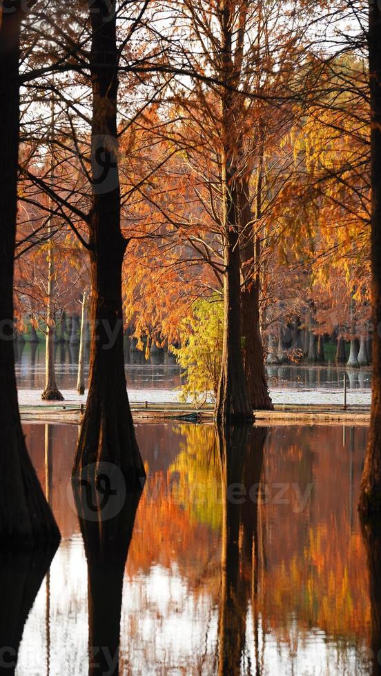 The beautiful forest view on the water in autumn photo