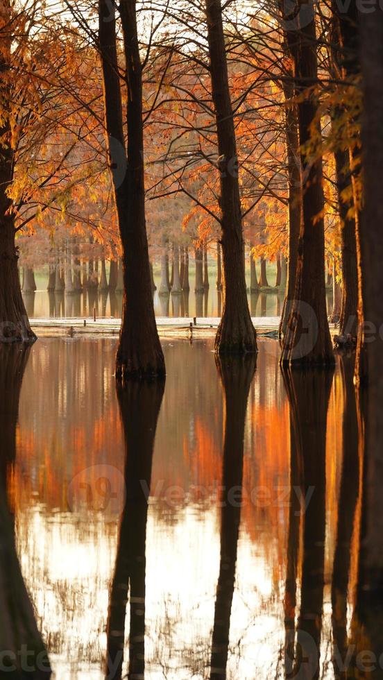 The beautiful forest view on the water in autumn photo