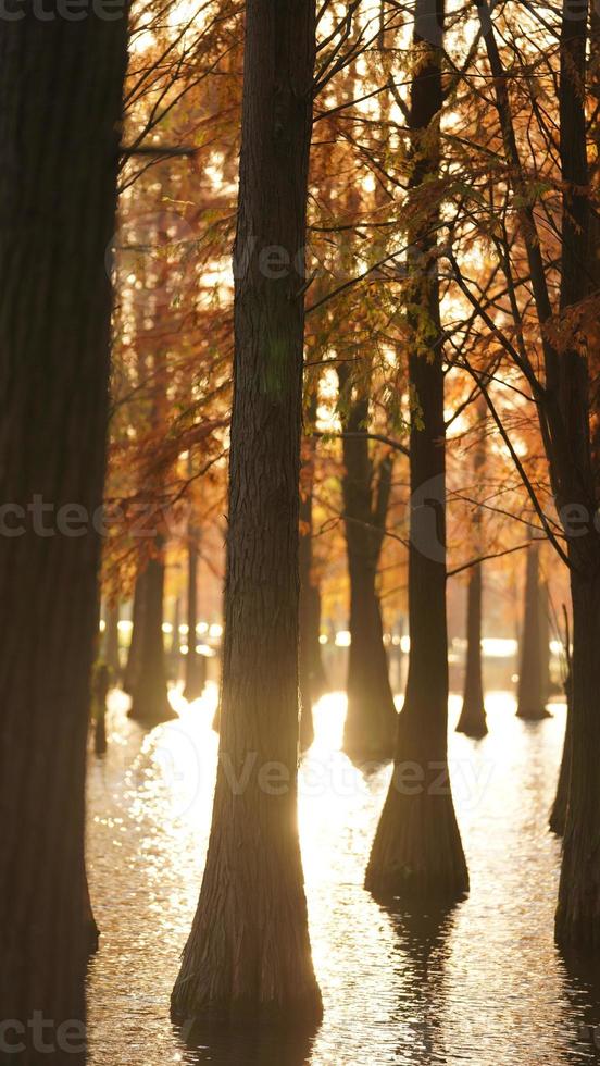 The beautiful forest view on the water in autumn photo