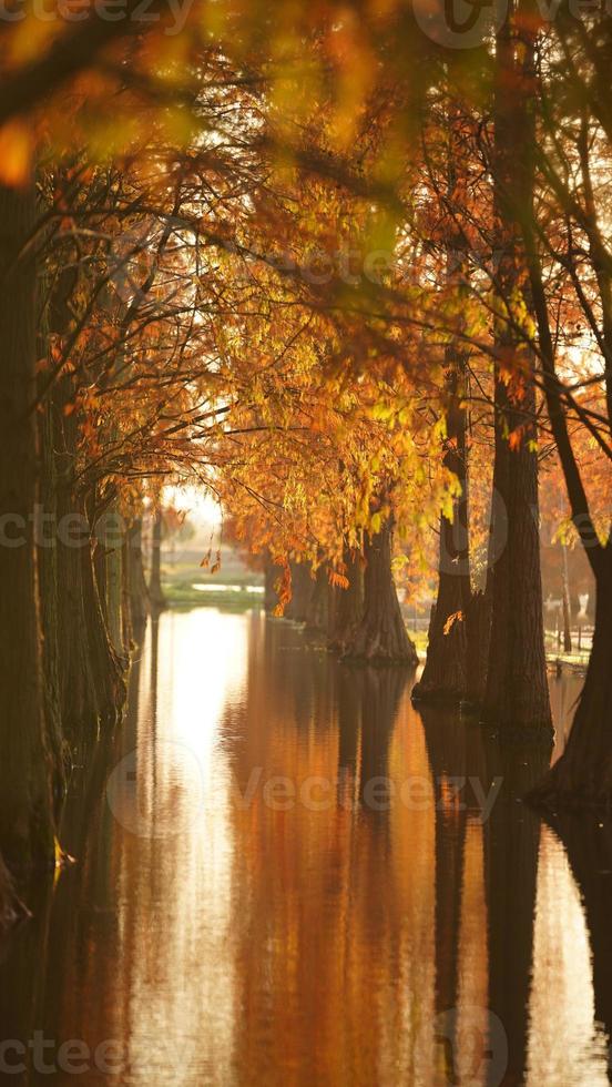 The beautiful forest view on the water in autumn photo