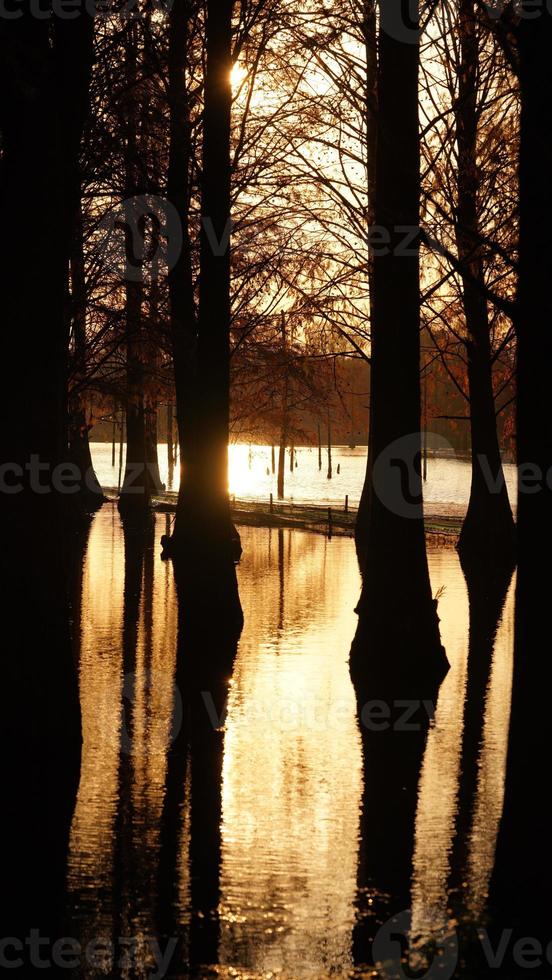 The beautiful forest view on the water in autumn photo