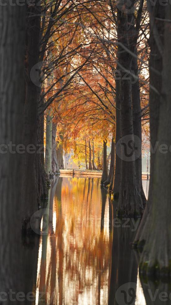 The beautiful forest view on the water in autumn photo