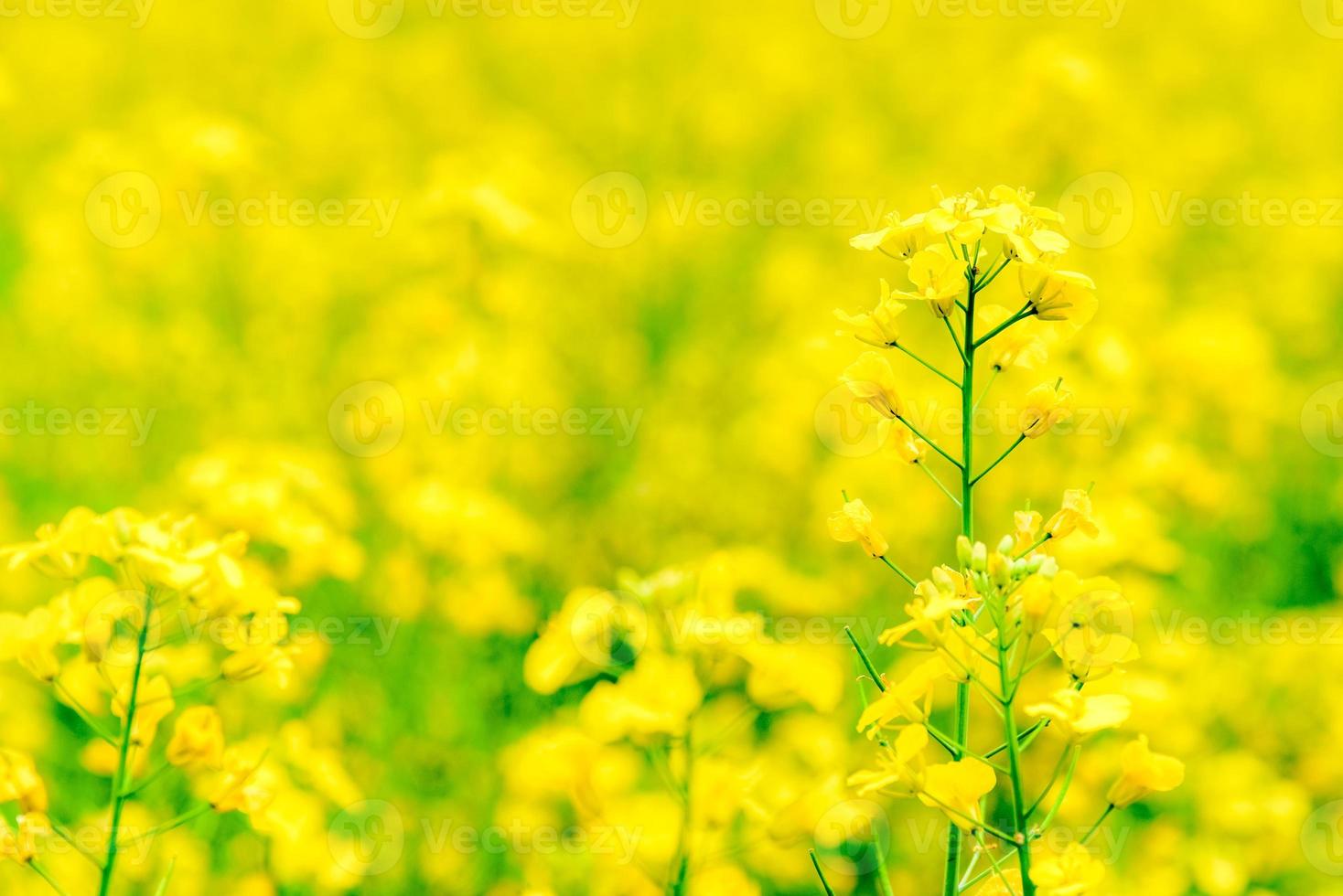 Background of Blooming yellow flowers field in natural summer and blurred image. photo