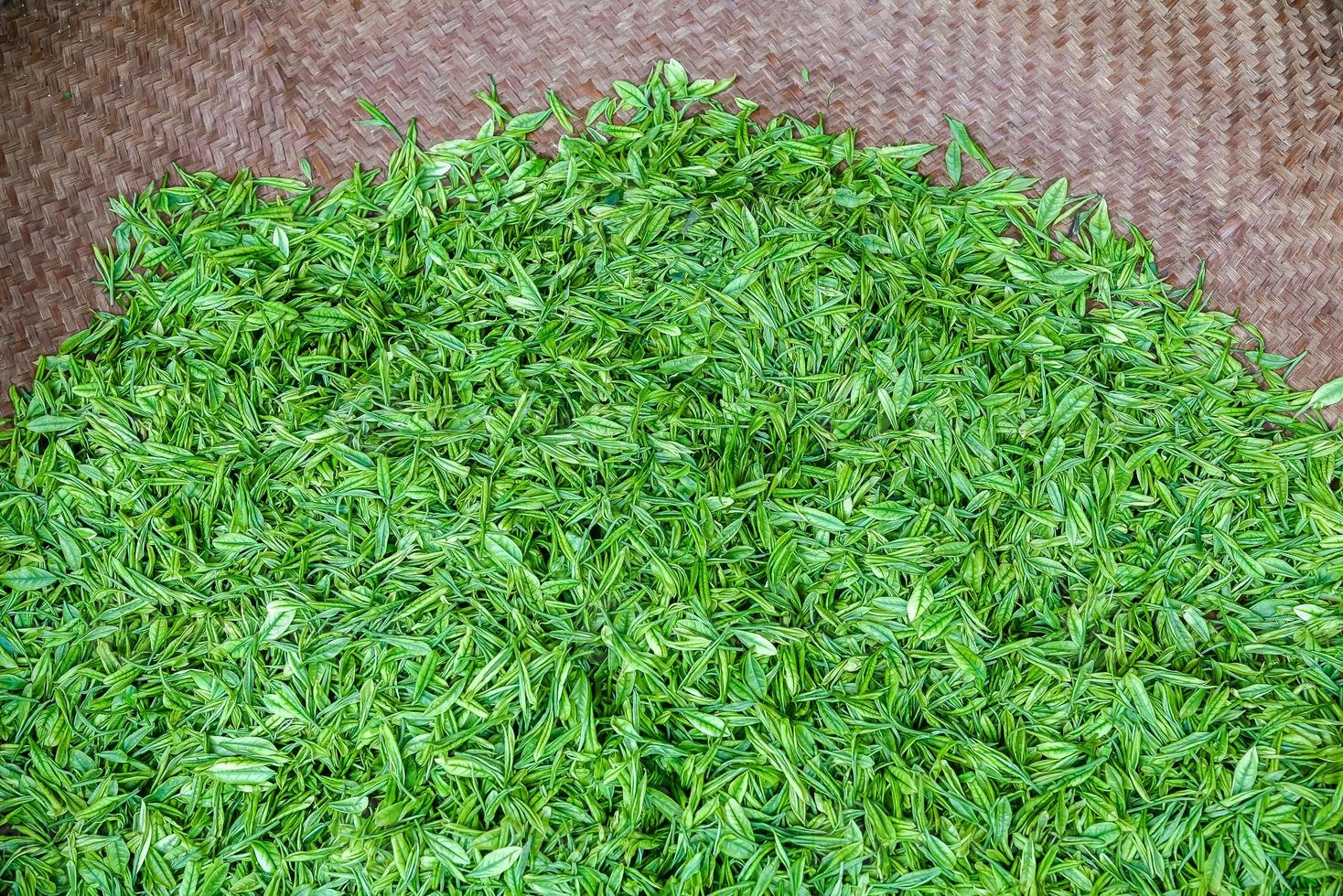 Fresh green tea leaves in bamboo basket are collected for further processing in hangzhou china photo