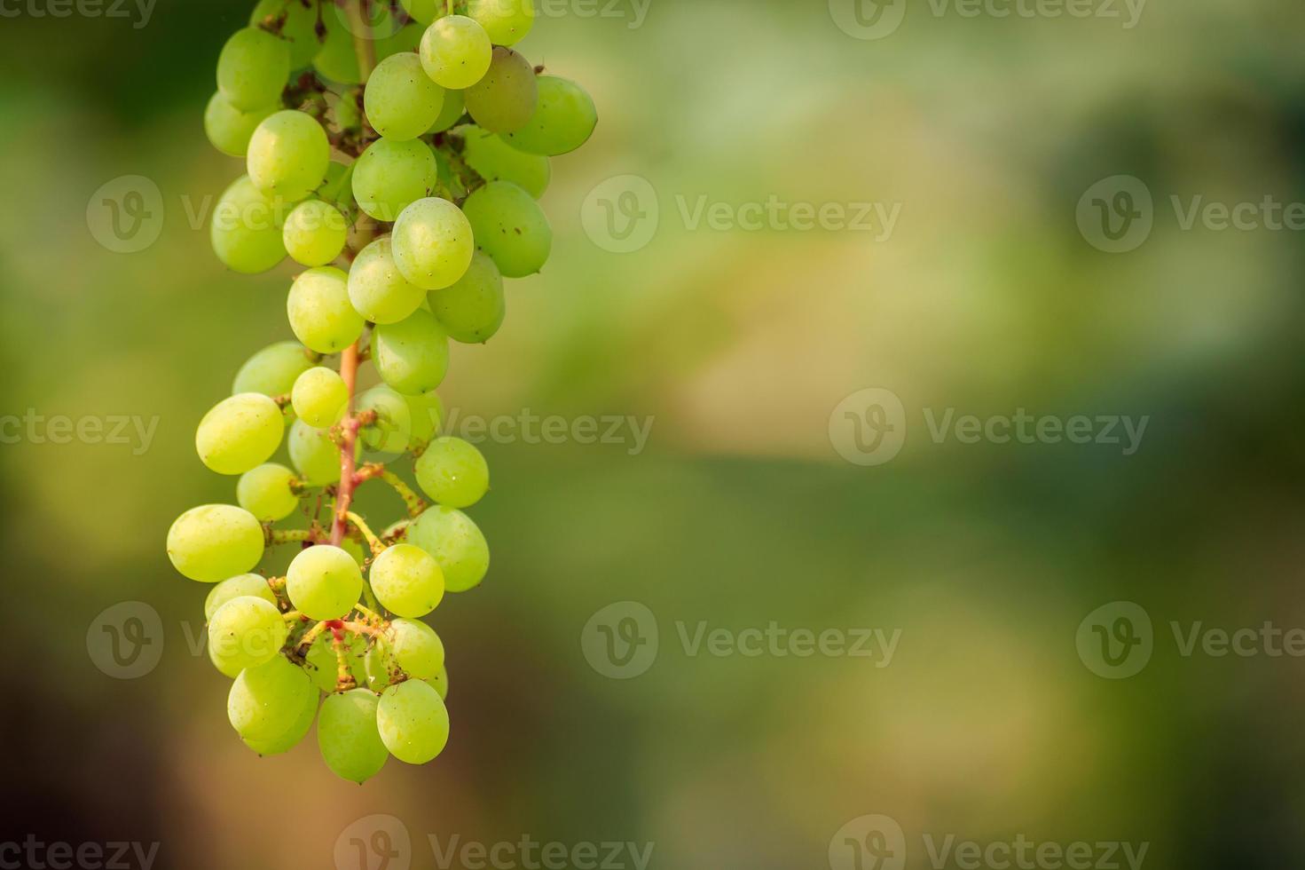 Bunches of white wine grapes photo