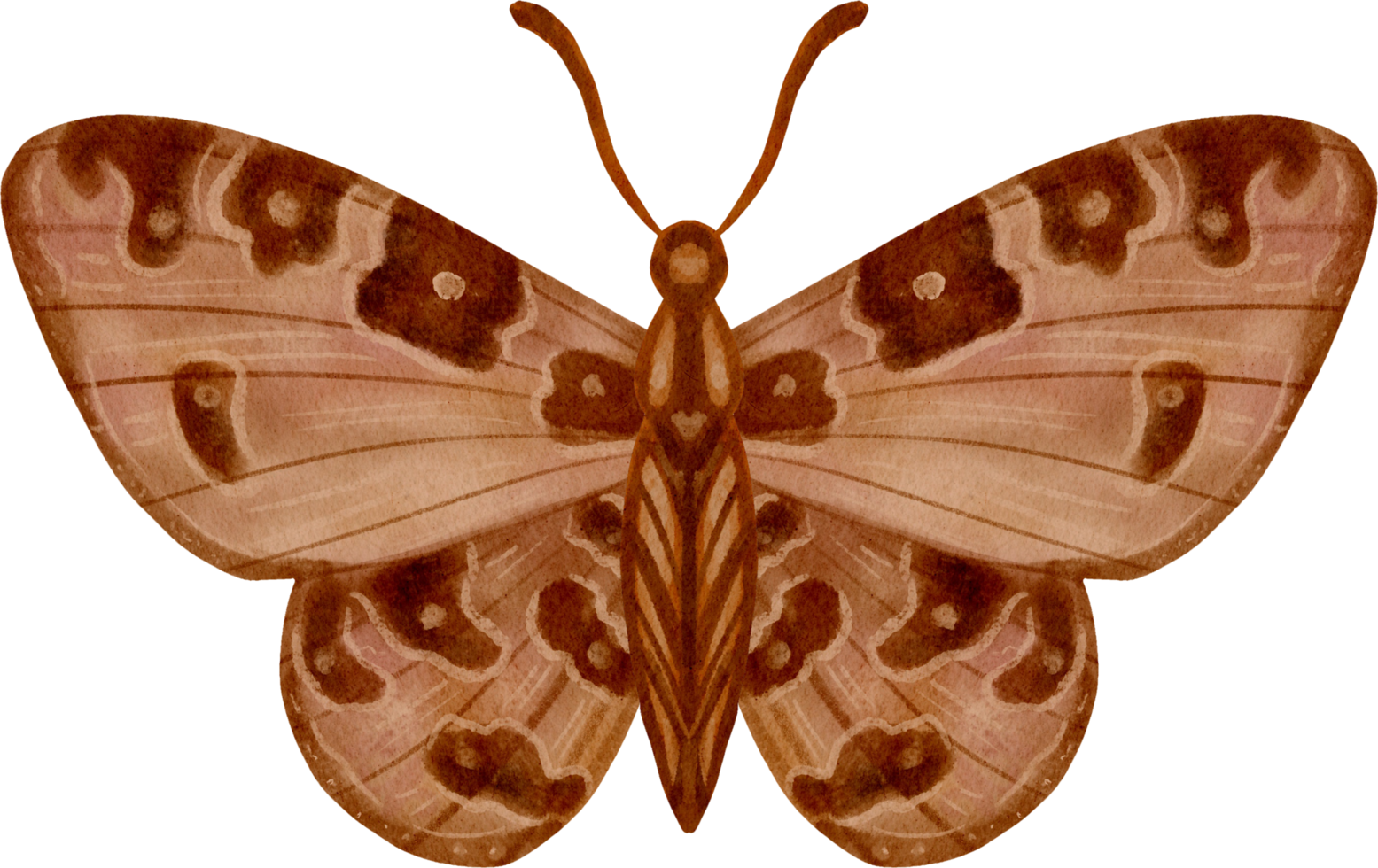 Watercolor vintage butterfly png