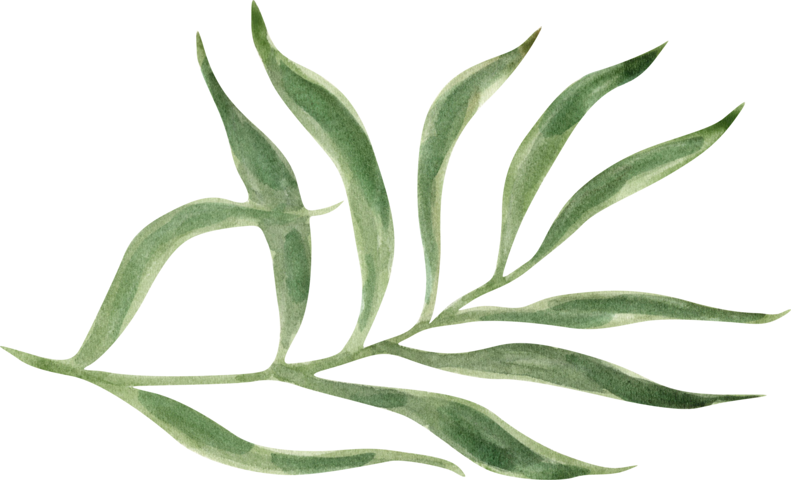 Watercolor green plant png