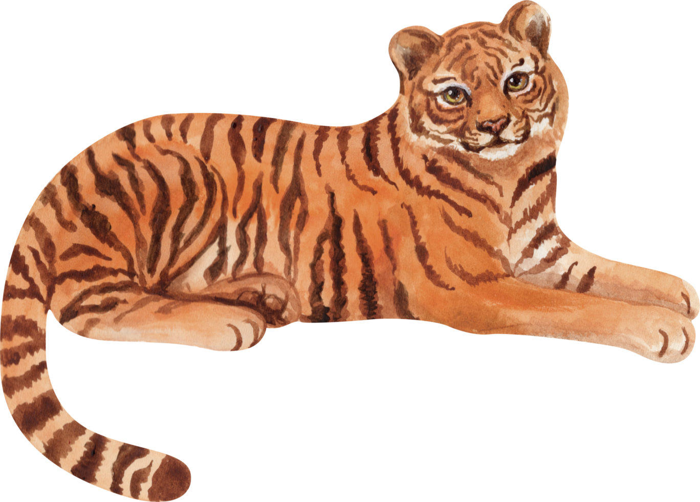 aquarela tigre bonito png