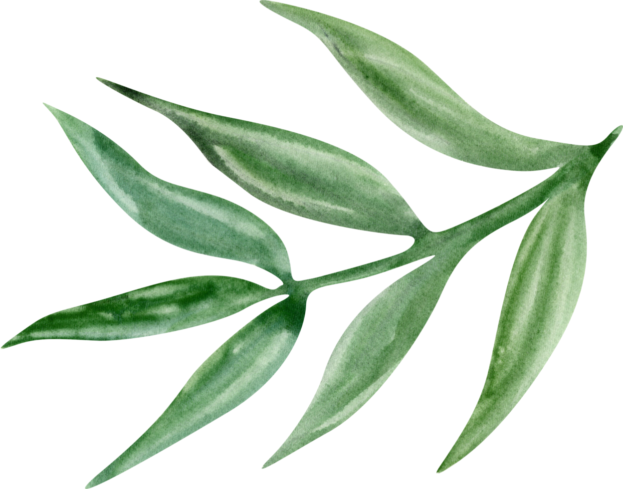 Watercolor green plant png