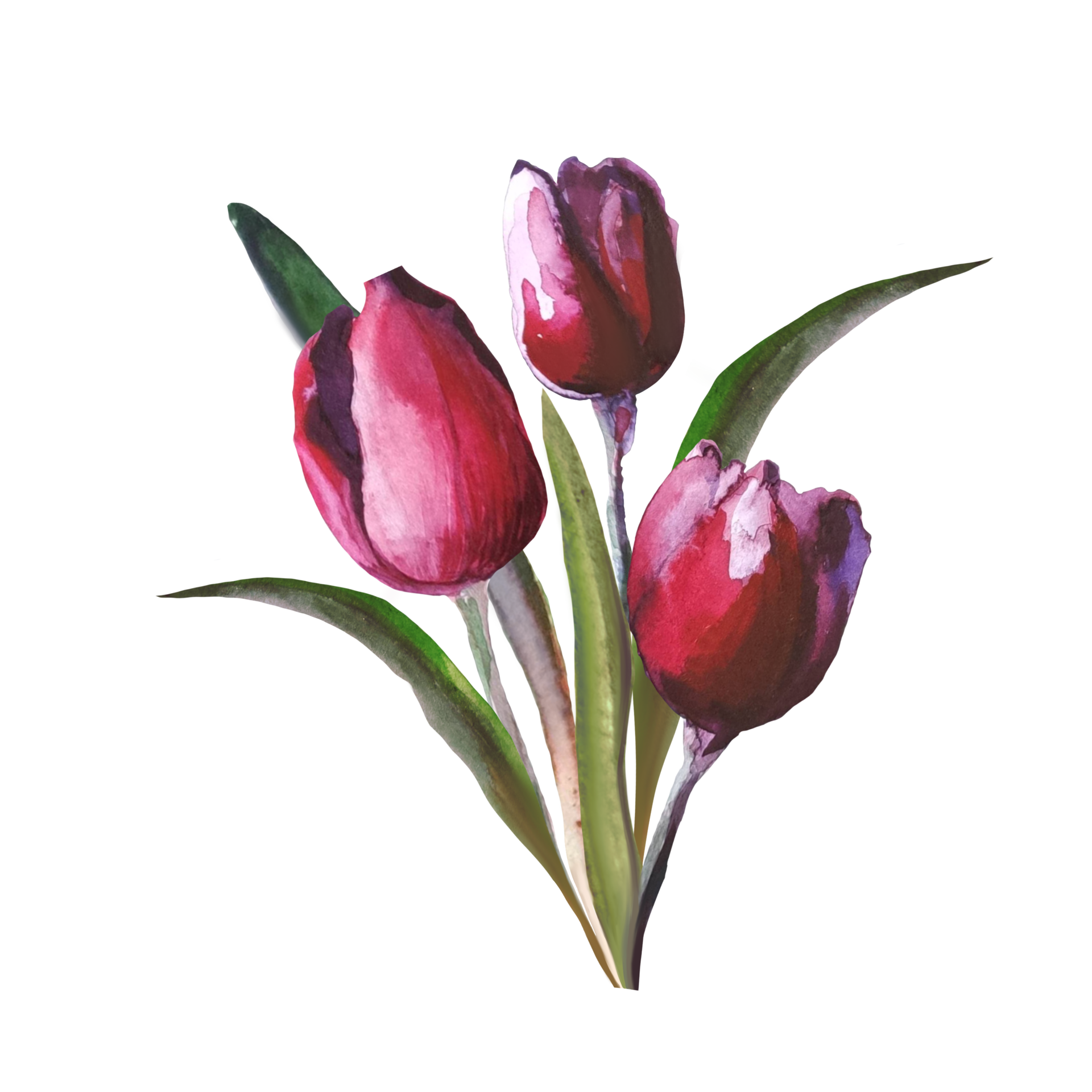 Bouquet of watercolor tulips 8508205 PNG