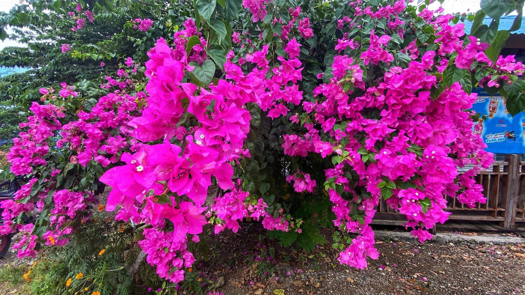 rosas de colores, fondos de boda y otros foto