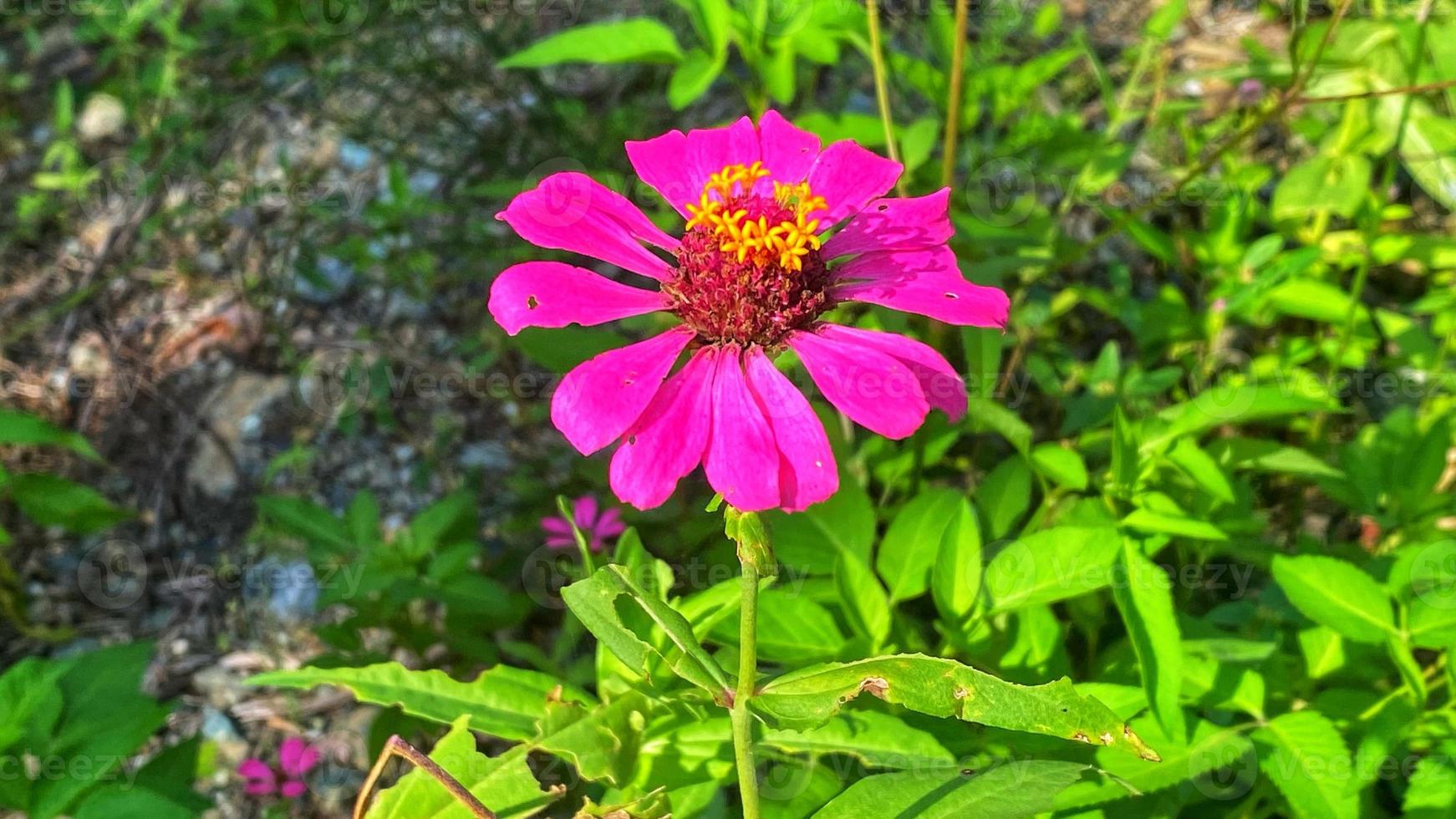 hermosas rosas de colores en el jardín foto