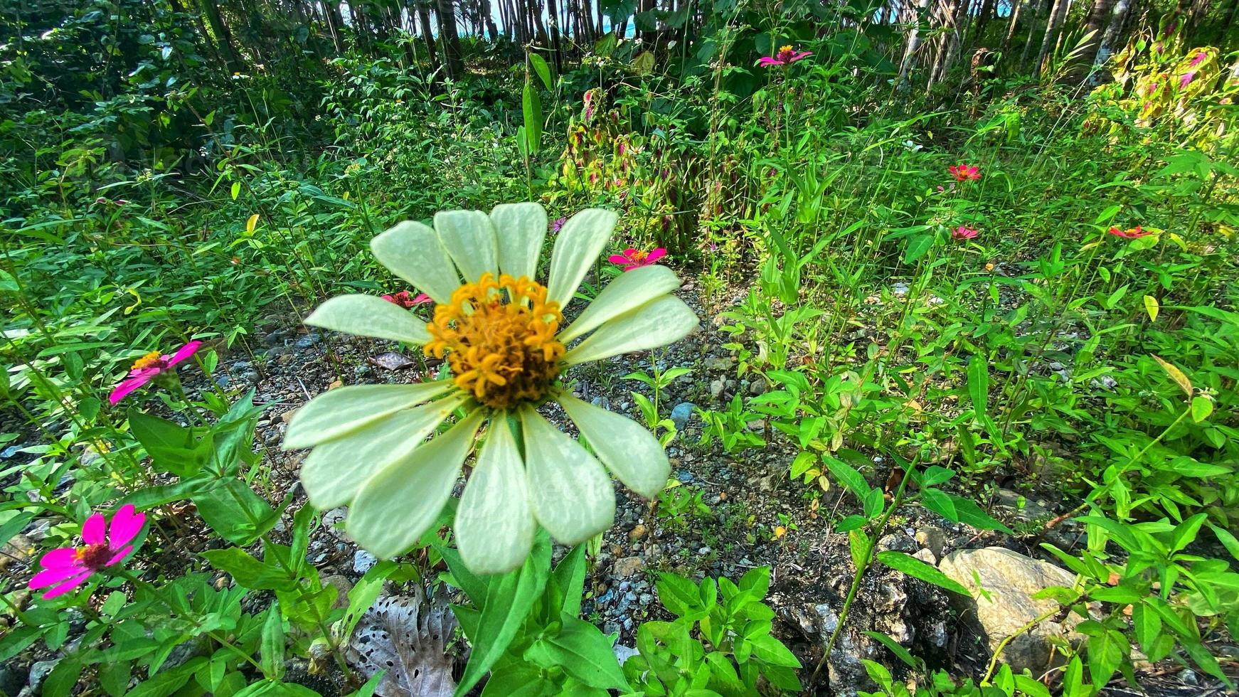 hermosas flores que florecen en el jardín foto