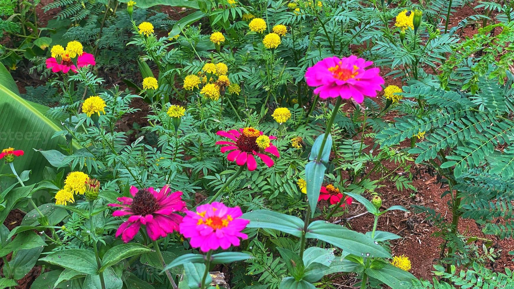 beautiful colorful roses in the garden photo