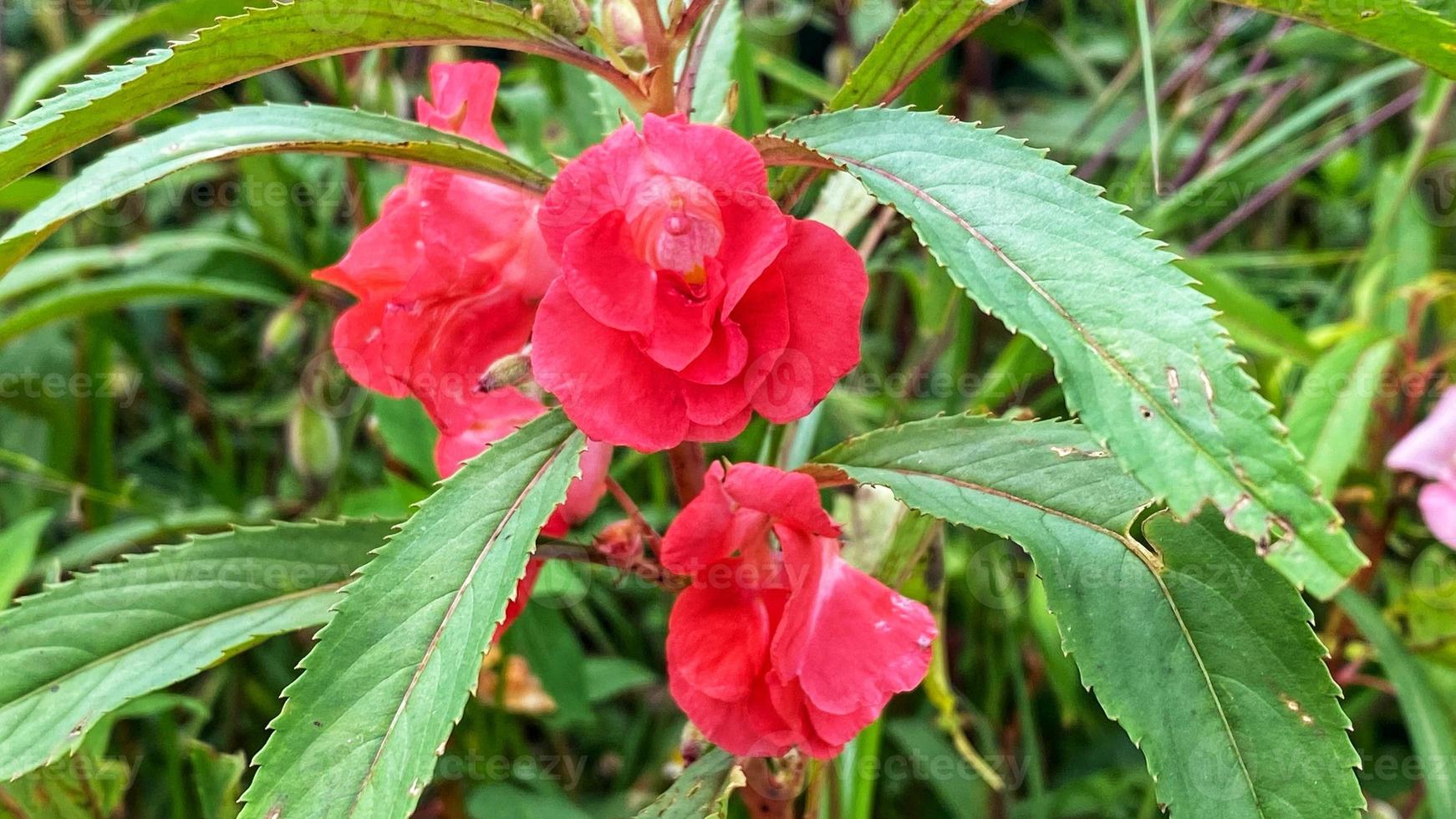 beautiful flowers blooming in the garden photo