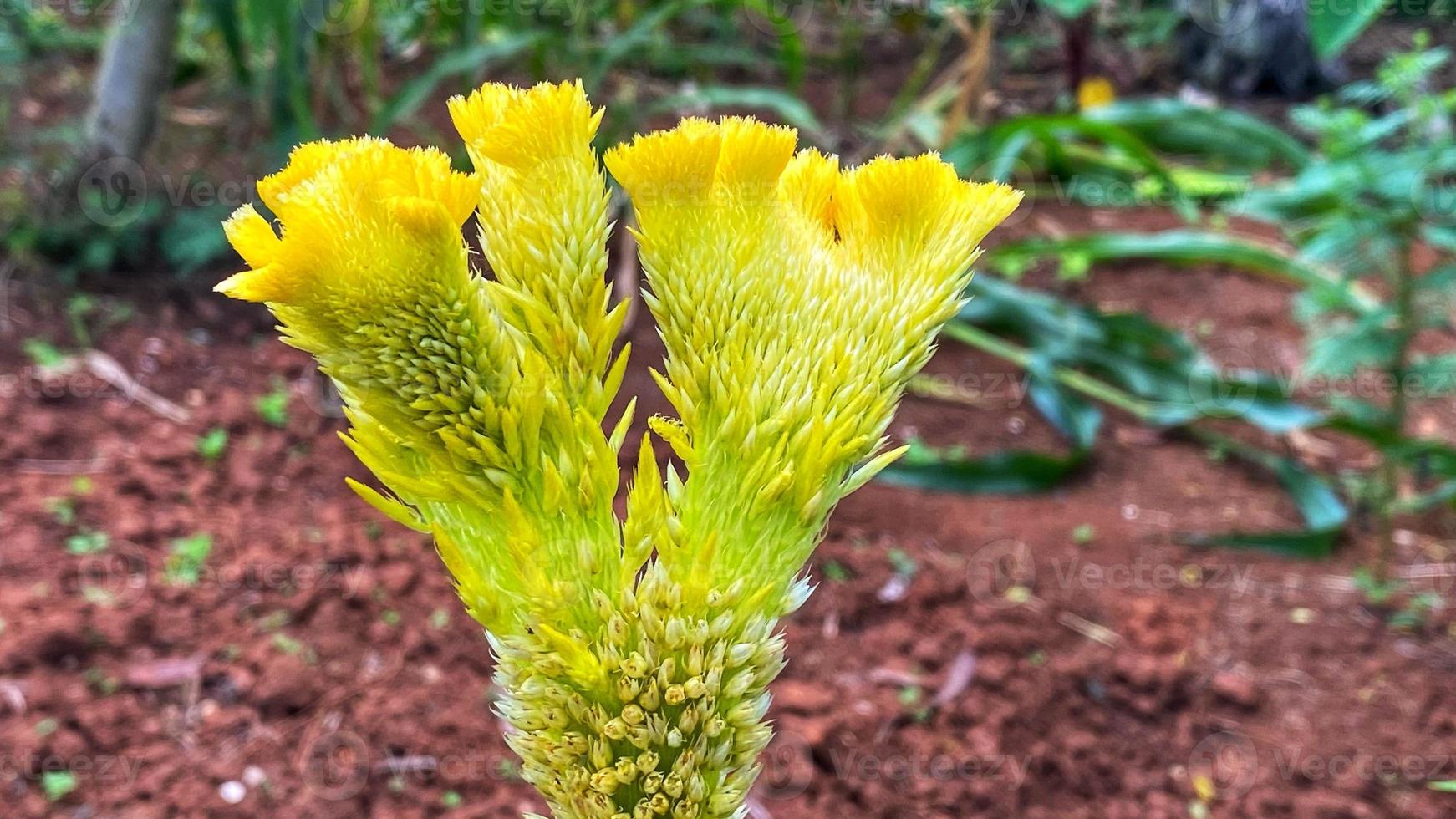 hermosas flores que florecen en el jardín foto