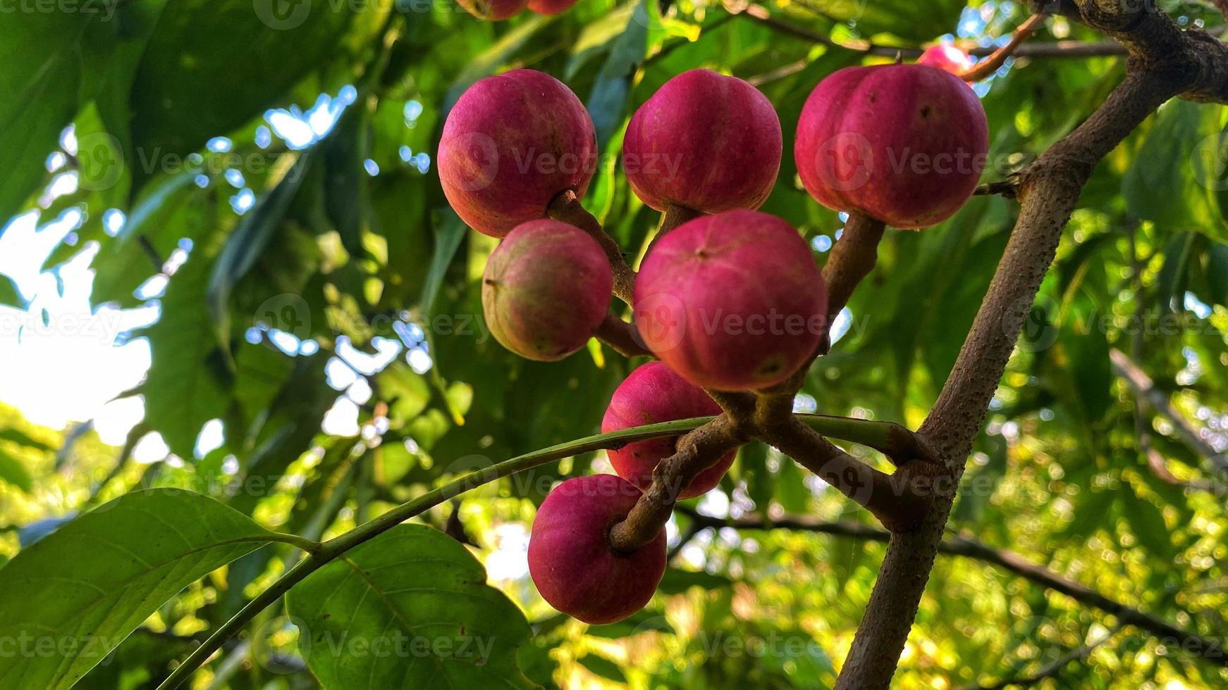la fruta morada se ve hermosa en el jardín foto