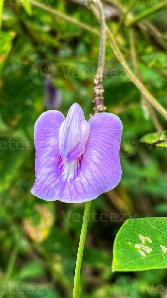 beautiful flowers blooming in the garden photo