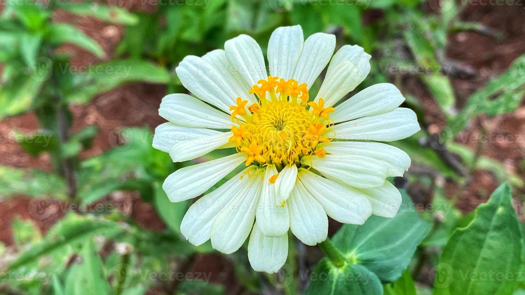 hermosas flores que florecen en el jardín foto