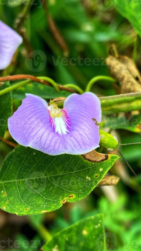 beautiful flowers blooming in the garden photo