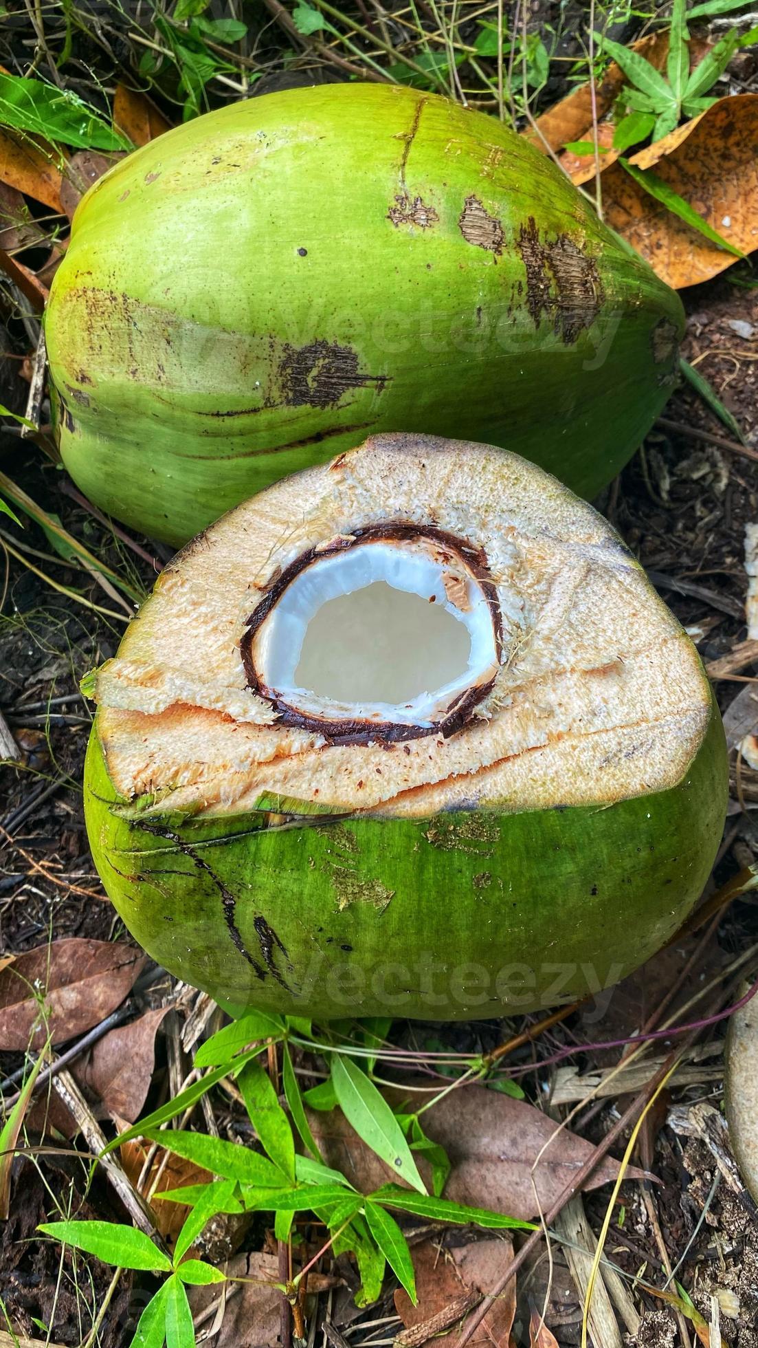 Looks beautiful green coconuts in the coconut garden 8508284 Stock