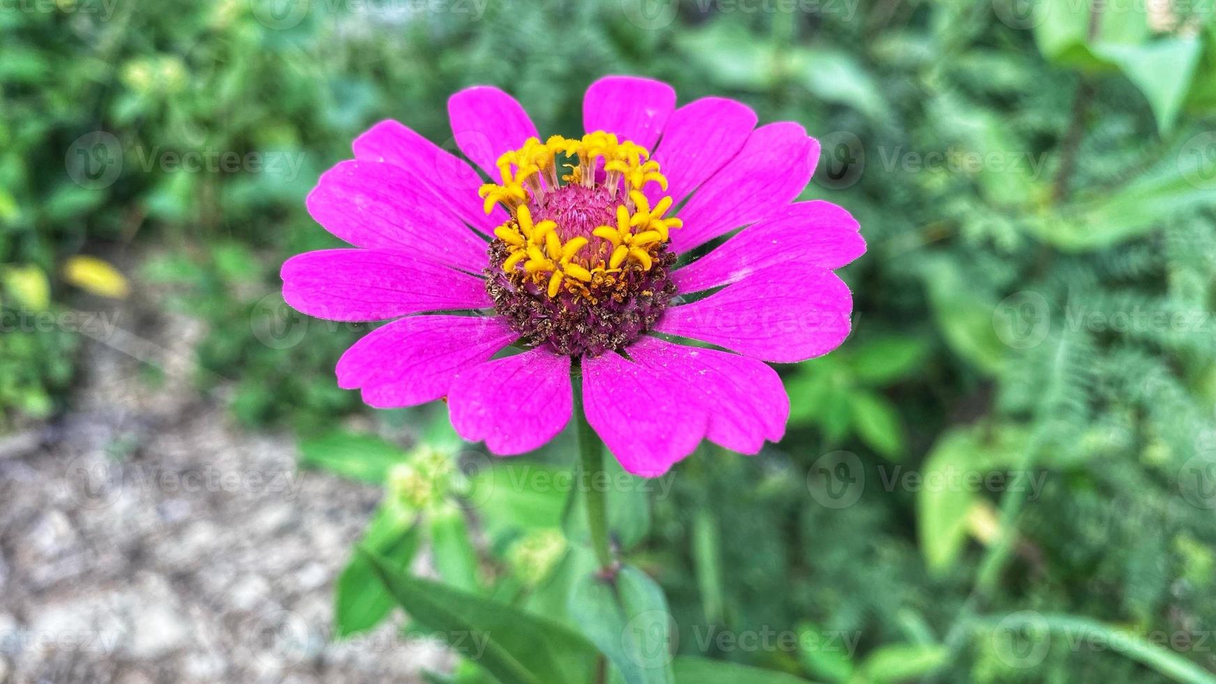 hermosas rosas de colores en el jardín foto