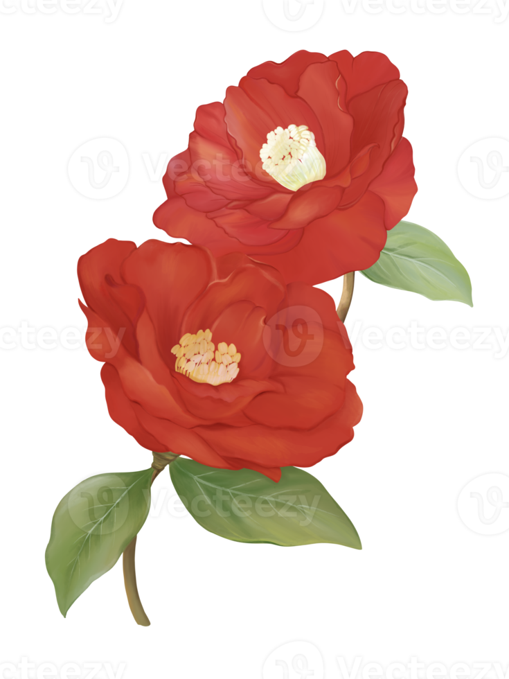 Red camellia floral botanical flowers. Wild spring leaf wildflower isolated. Watercolor illustration image. png