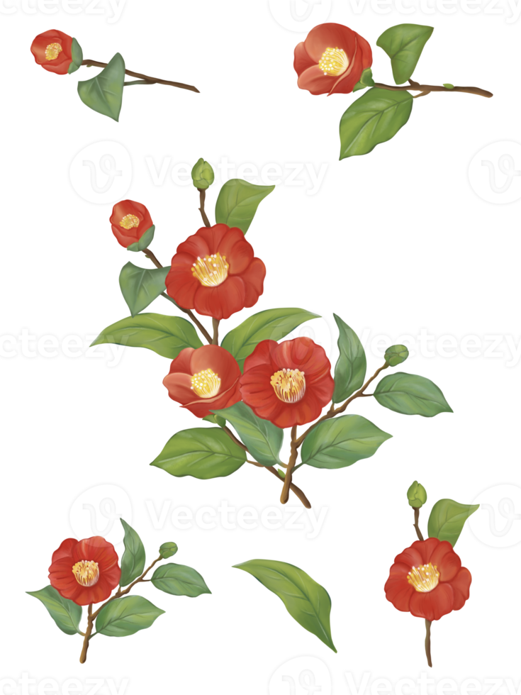 rode camellia bloemen inclusief groene bladeren set en elementen, aquarel handgetekende en geschilderde afbeelding png