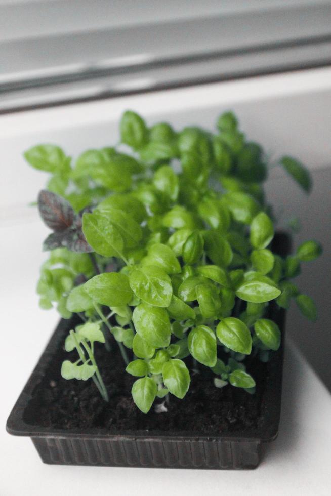 Microgreens. Basil greens. Close-up.Green young plant sprouts on a white background photo