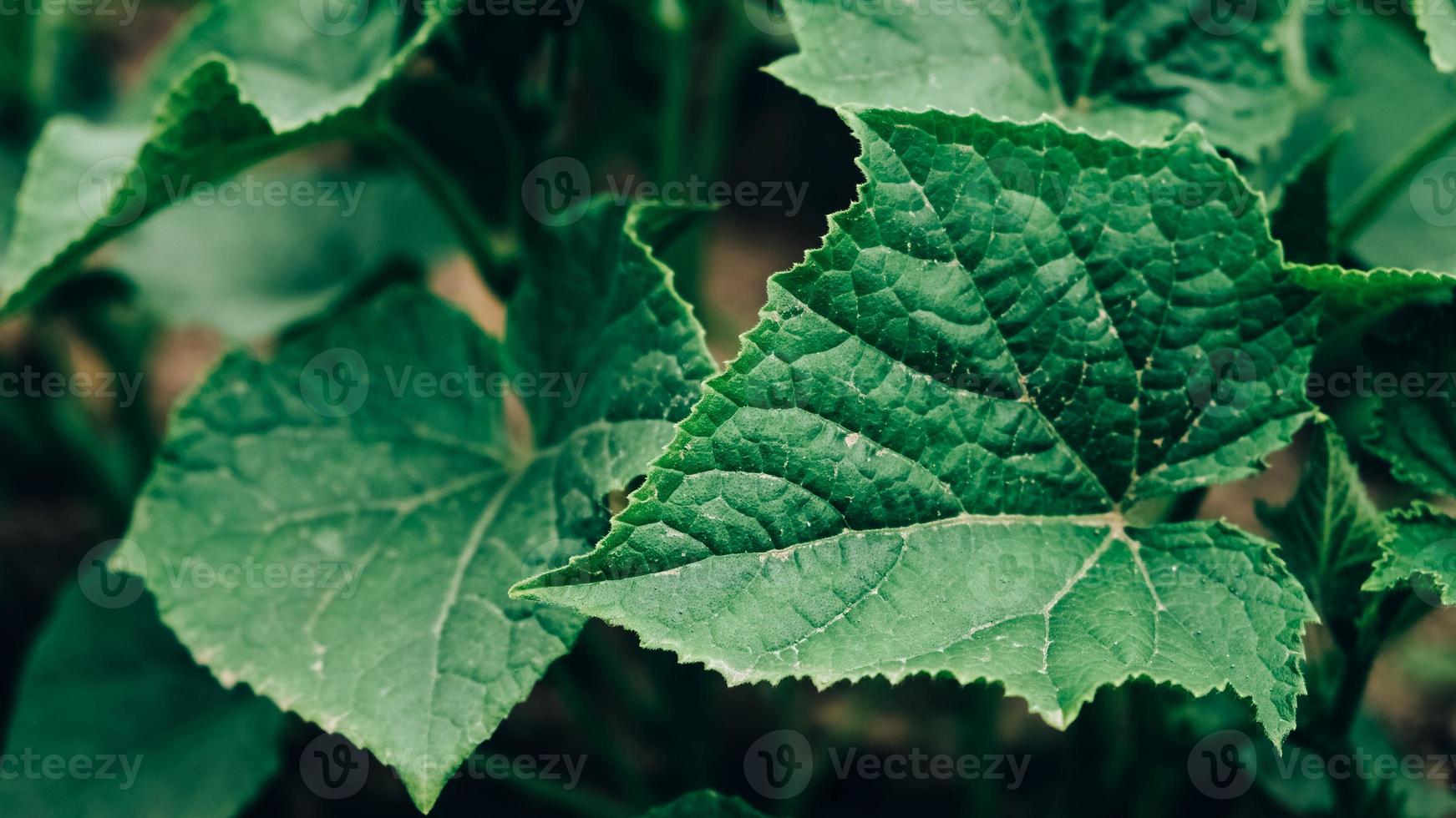 Leaves of cucumber plant growing in garden, seedlings in farmer's garden photo