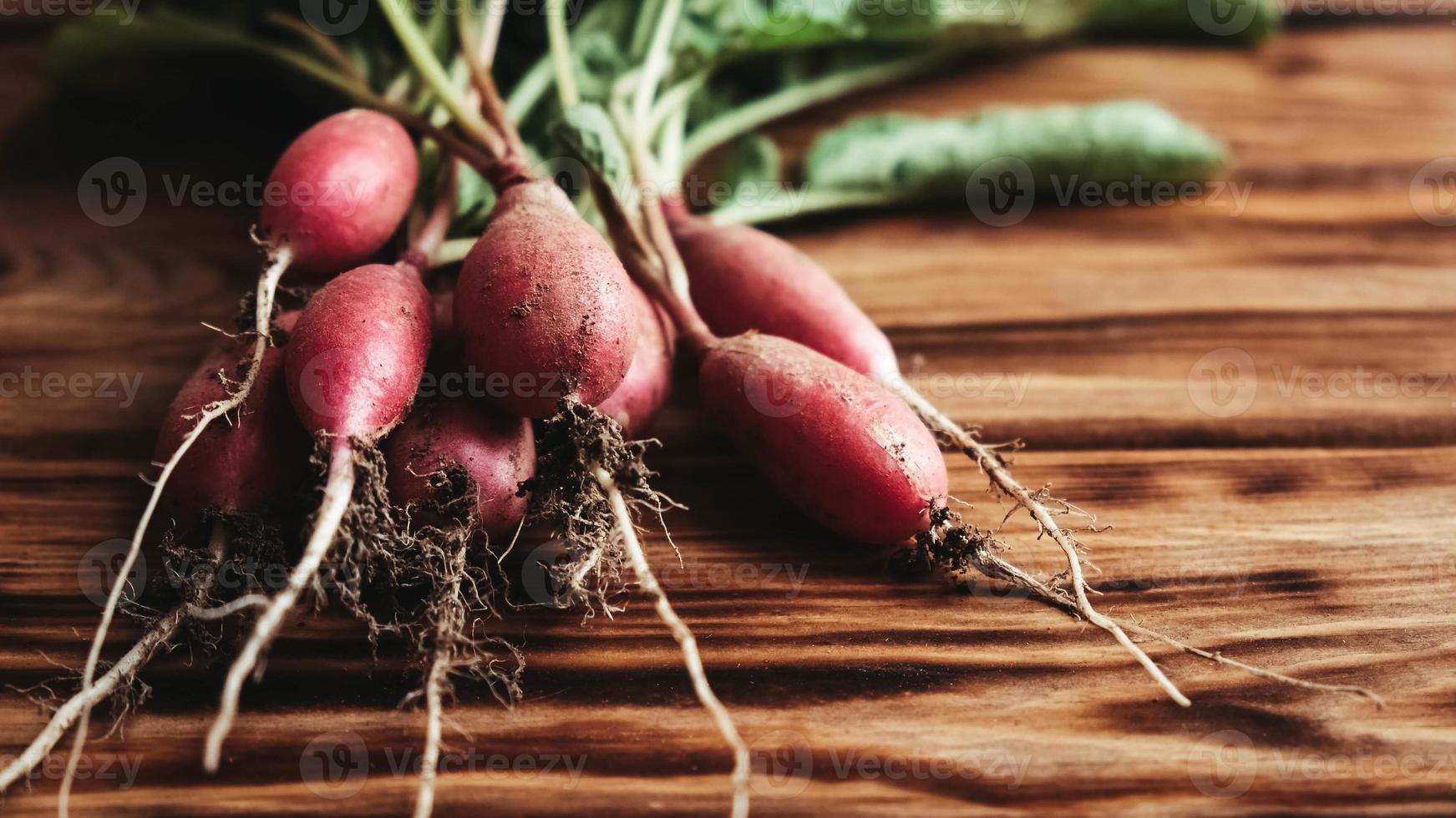Bunch of fresh radishes vegetable harvest on wooden rustic background photo
