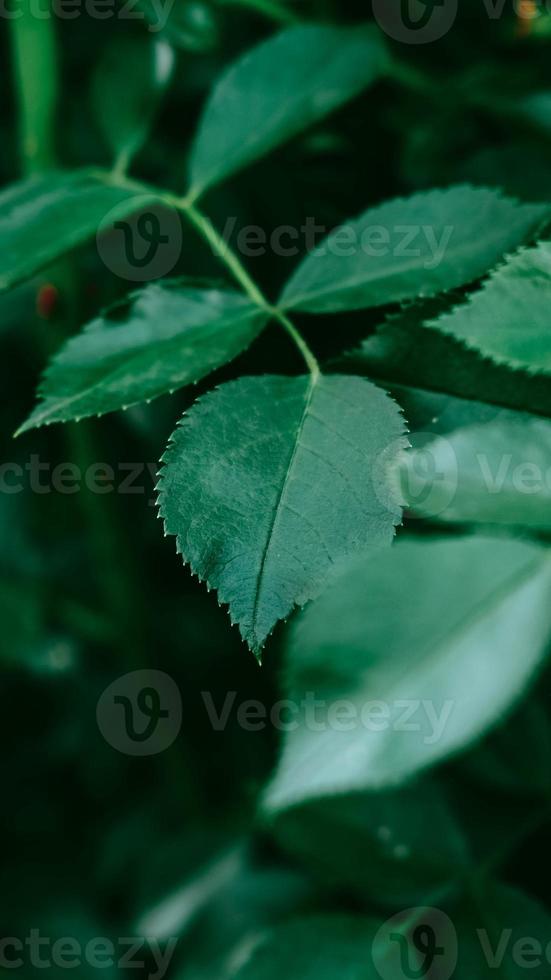 Green rose leaves as background texture. Place for advertising photo