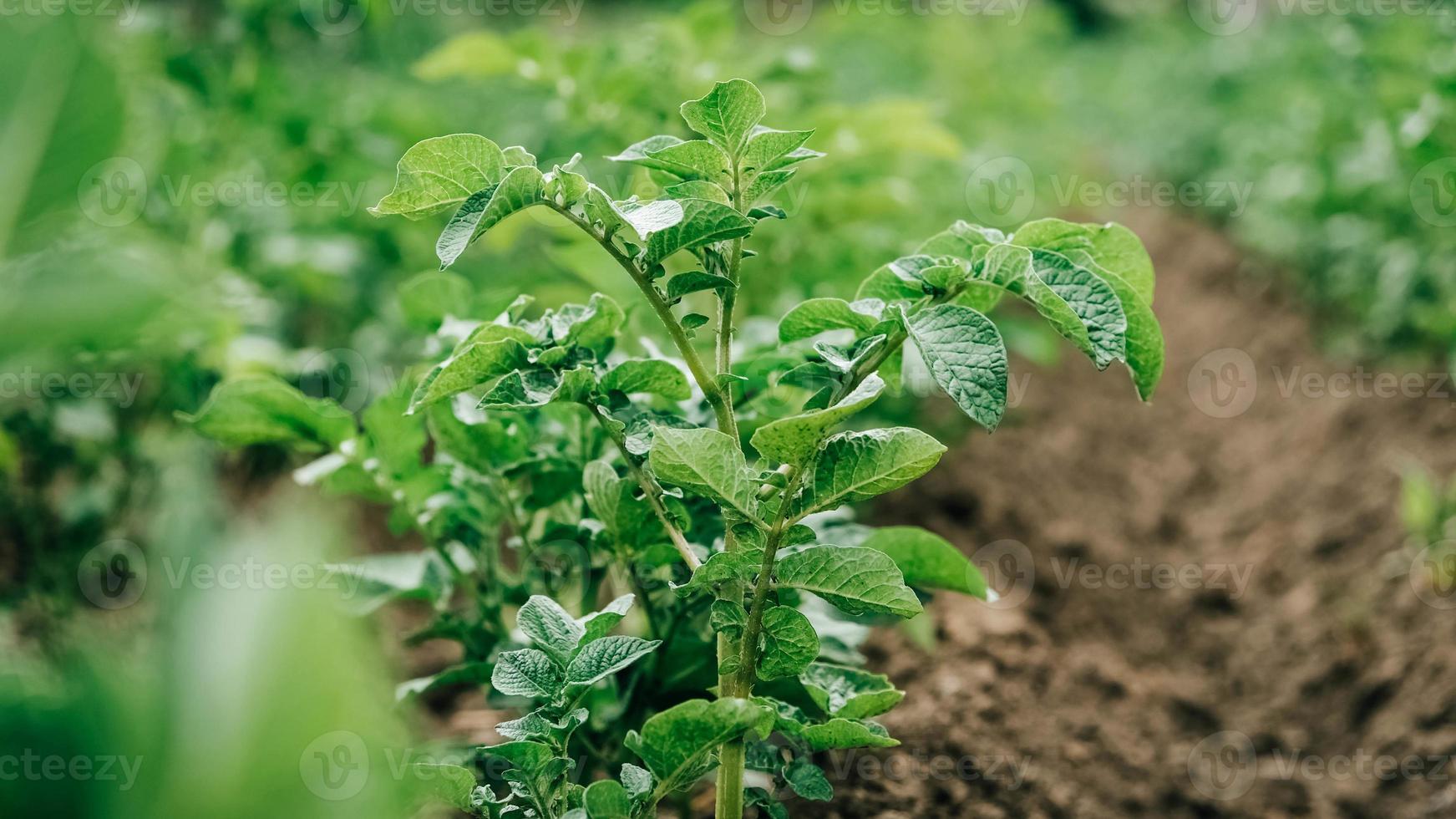 Young potato plants growing from ground on a background of vegetable garden photo