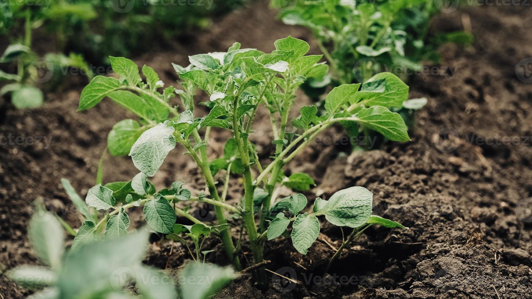 Young potato plants growing from ground on a background of vegetable garden photo