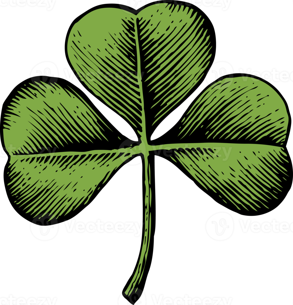 Clover with three leaf - vintage engraved png illustration - hand drawn style