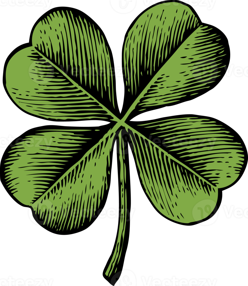 clover with four leaf - vintage engraved png illustration - hand drawn style