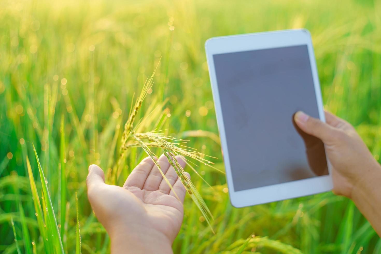 Sheaves of rice in the hands of a female farmer, a Female agronomist farmer with a digital tablet computer, Bokeh of dew drops on a grain of rice in a field in the morning. soft focus. photo