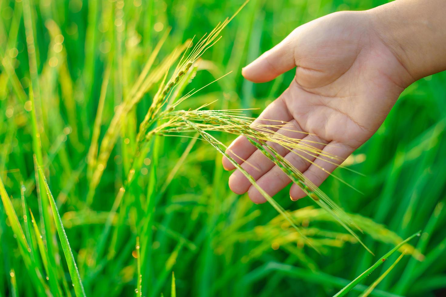 Sheaves of rice in the hands of a female farmer, Bokeh of dew drops on a grain of rice in a field in the morning. soft focus. photo